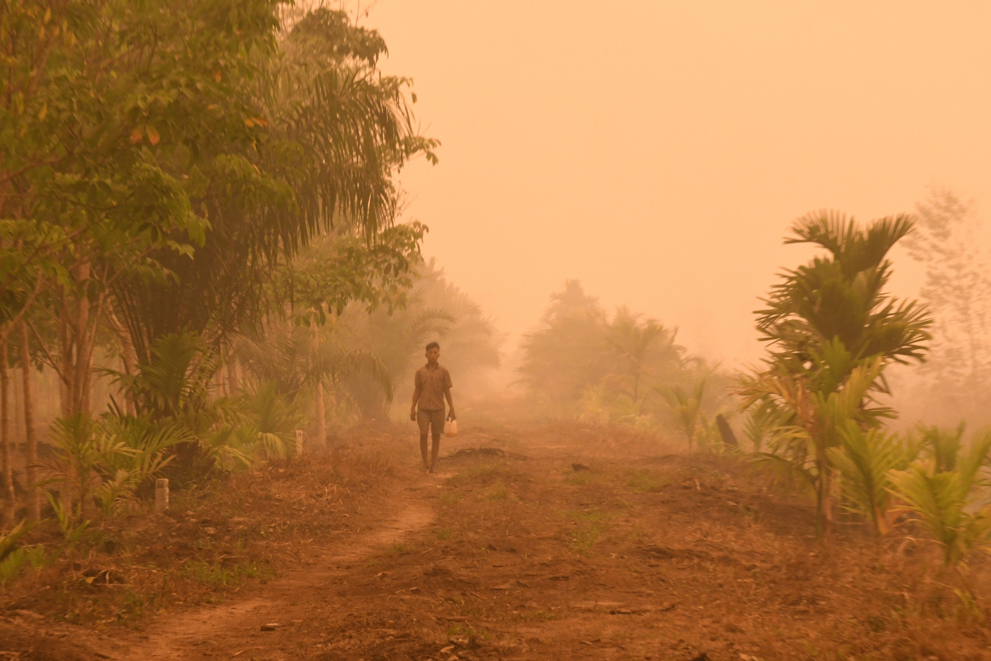 The Time Has Come to Rein In the Global Scourge of Palm Oil