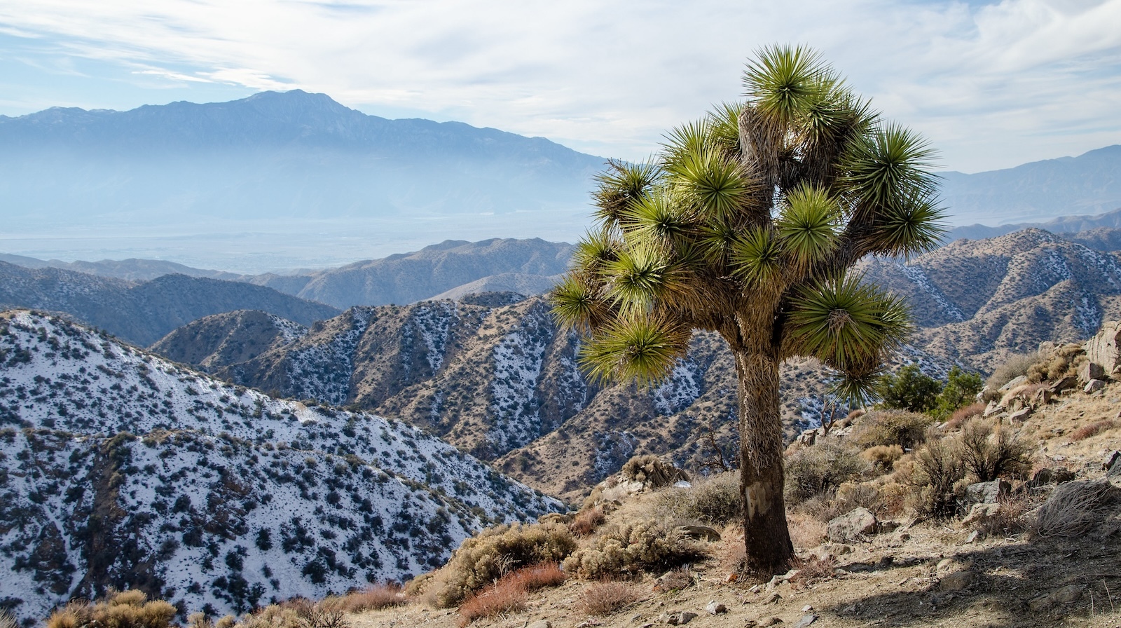 With Hotter, Drier Weather, California’s Joshua Trees Are in Trouble