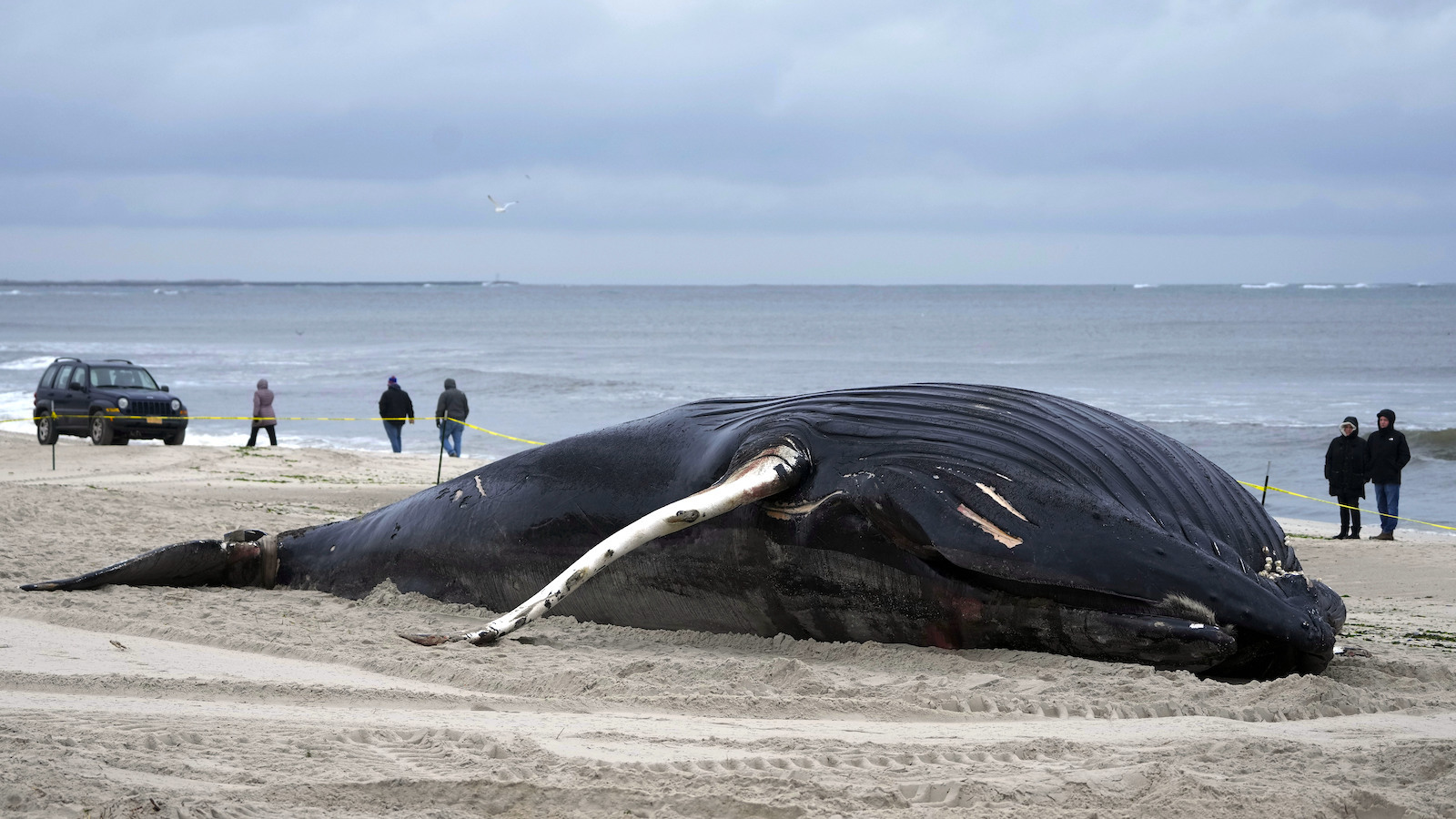 The East Coast Whale Die-Offs: Unraveling the Causes